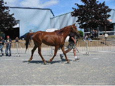 Animation Gif des allures de Douar