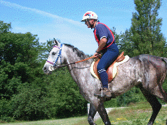 Animation Gif Falko II