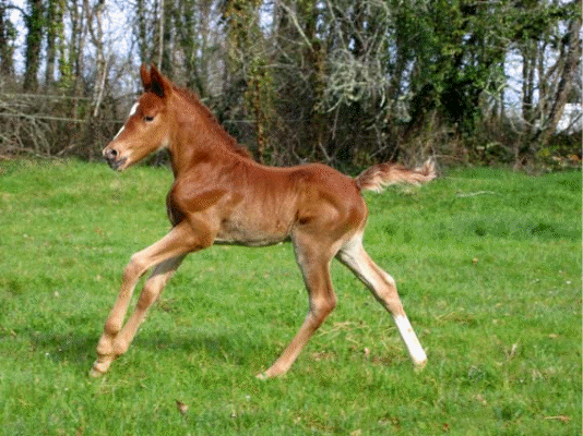 Tamtam de sa naissance à Septembre 09, Animation Gif