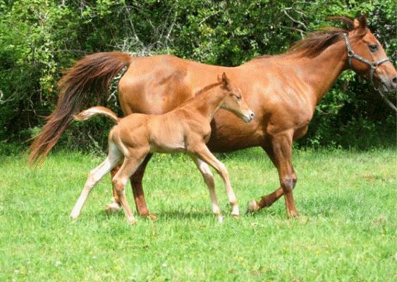 Tazam de ses 1ers jours jusqu'&agrave; l'age de 2ans Septembre 09
