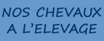Nos chevaux � l'elevage