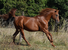 Daharr kan Coutillas ( Kanda'haar x Nedjma de la Nie / Oumzil Tobiha) class� sur 40km Lign�e maternelle Kercha