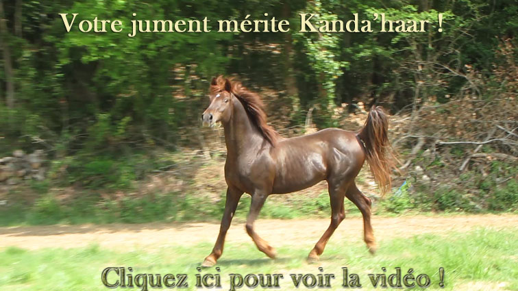 Cliquez ici pour voir la vid�o de Kanda'haar �talon arabe � l'elevage de chevaux d'endurance du coutillas !