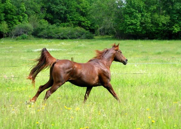 Kanda'haar***, de 120 &agrave; 160km toujours class&eacute; Top Ten !