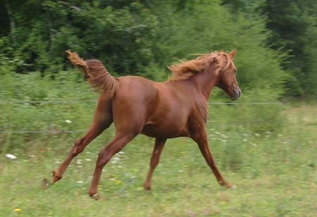 Maskali du Coutillas &agrave; 2 ans