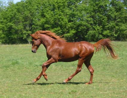 Maskali du coutillas &agrave;  3 ans Mai 2003
