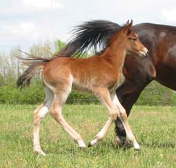 Poppy  &agrave; 1 semaine