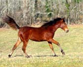 Poppy du coutillas (Kanda'haar*** et Ibiska par Irmak*) - vendue - Cliquez ici !