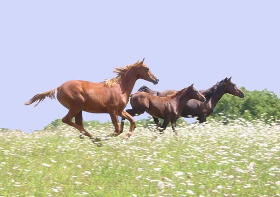 en 2002 Naya**, Oubsou* et Kalima*** respectivement en 2009  : 13&egrave;me championnat de France 130km, Elite CEI* qualificatif Mondial des 7 ans, 4&egrave;me CEI** 130km Tarbes et 6&egrave;me CEI*** 160km Florac !