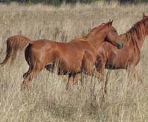 Tazam coutillas ( Kanda'haar***et Izadora de blaziet** par Dormane****), propos&eacute; &agrave; la vente, Cliquez ici !