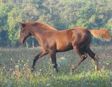 Watibou Coutillas (Kanda'haar***et Filante*** / Toustem**) M&acirc;le DSA 75% vendu &agrave; 8 mois